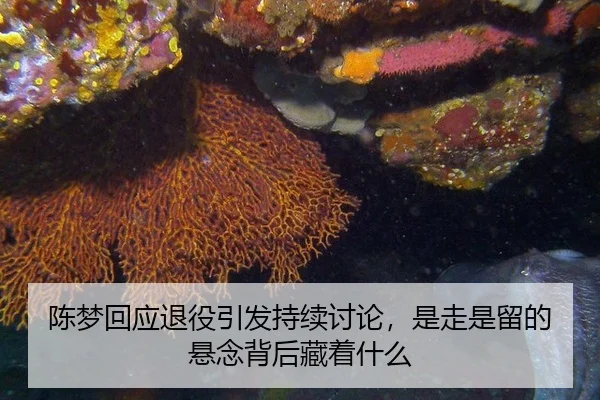 陈梦回应退役引发持续讨论，是走是留的悬念背后藏着什么